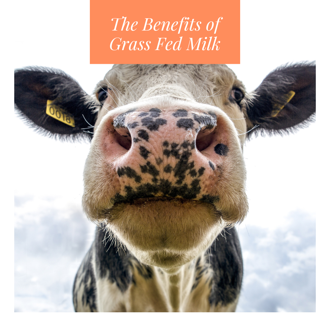 The Benefits of Grass Fed Milk